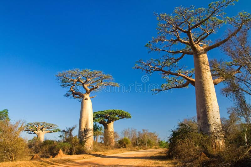 Árboles del baobab, Madagascar imagen de archivo Árboles del baobab, Madagascar imagen de archivo