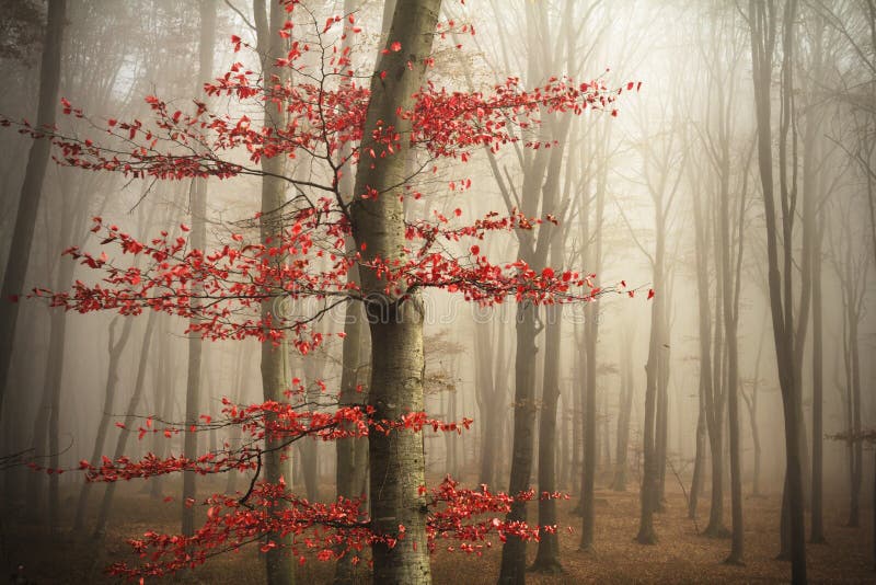 Árboles en la niebla foto de archivo libre de regalías