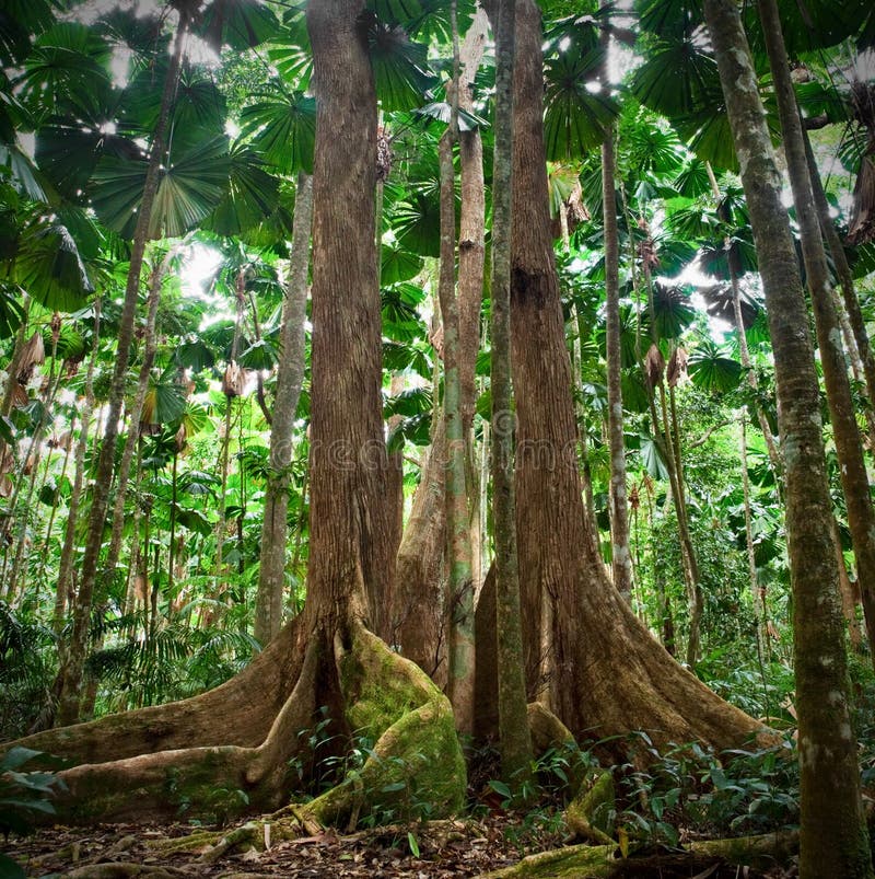 Árboles gigantescos en selva tropical tropical de la palma de ventilador imagen de archivo Árboles gigantescos en selva tropical tropical de la palma de ventilador imagen de archivo