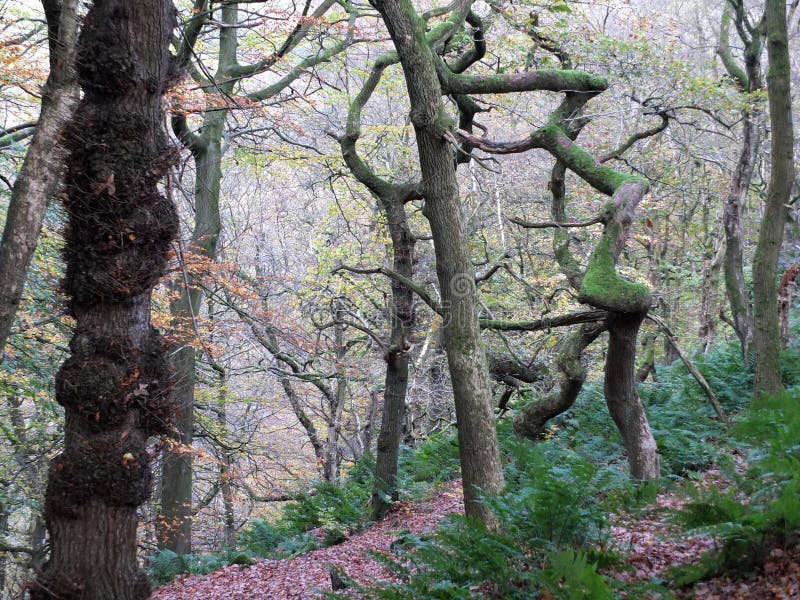 Árboles misteriosos fantasmagóricos torcidos del invierno en bosque brumoso del invierno imagen de archivo Árboles misteriosos fantasmagóricos torcidos del invierno en bosque brumoso del invierno imagen de archivo