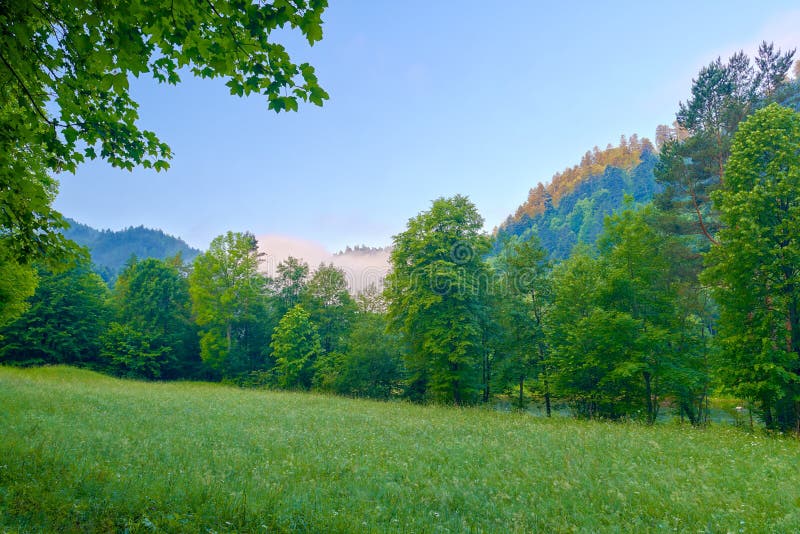 Árboles por la mañana. Montañas de Pieniny. foto de archivo libre de regalías Árboles por la mañana. Montañas de Pieniny. foto de archivo libre de regalías