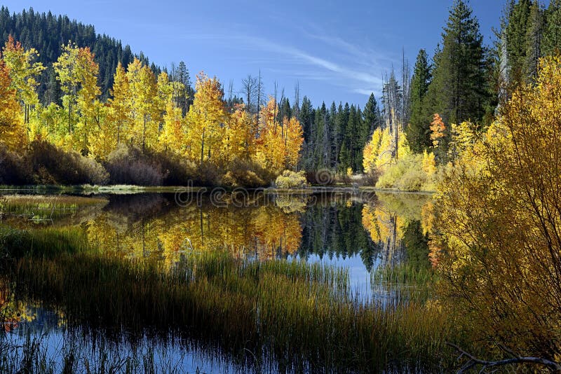 Árboles reflejados de Aspen del otoño