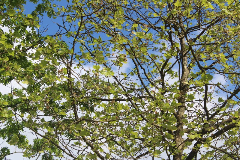 Árboles soleados de verano verdes en un bosque holandés con nubes en el fondo fotos de archivo libres de regalías Árboles soleados de verano verdes en un bosque holandés con nubes en el fondo fotos de archivo libres de regalías