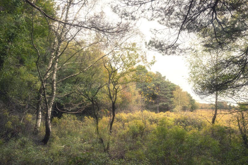 Árboles vibrantes hermosos de Autumn Fall en color de la caída en nuevo bosque en Inglaterra con la luz del sol imponente que hac fotografía de archivo Árboles vibrantes hermosos de Autumn Fall en color de la caída en nuevo bosque en Inglaterra con la luz del sol imponente que hac fotografía de archivo