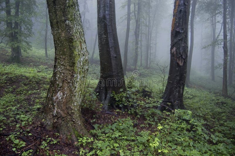 Some old trees in a foggy forest. Some old trees in a foggy forest