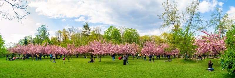 Árboles y turistas de la flor de cerezo en el jardín japonés del parque del rey Michael I Park antes Herastrau de Bucarest, Ruman imagen de archivo Árboles y turistas de la flor de cerezo en el jardín japonés del parque del rey Michael I Park antes Herastrau de Bucarest, Ruman imagen de archivo