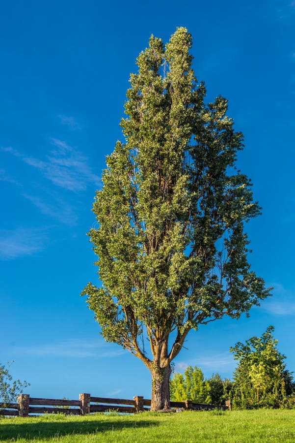 Árvore alta contra o céu azul imagens de stock Árvore alta contra o céu azul imagens de stock
