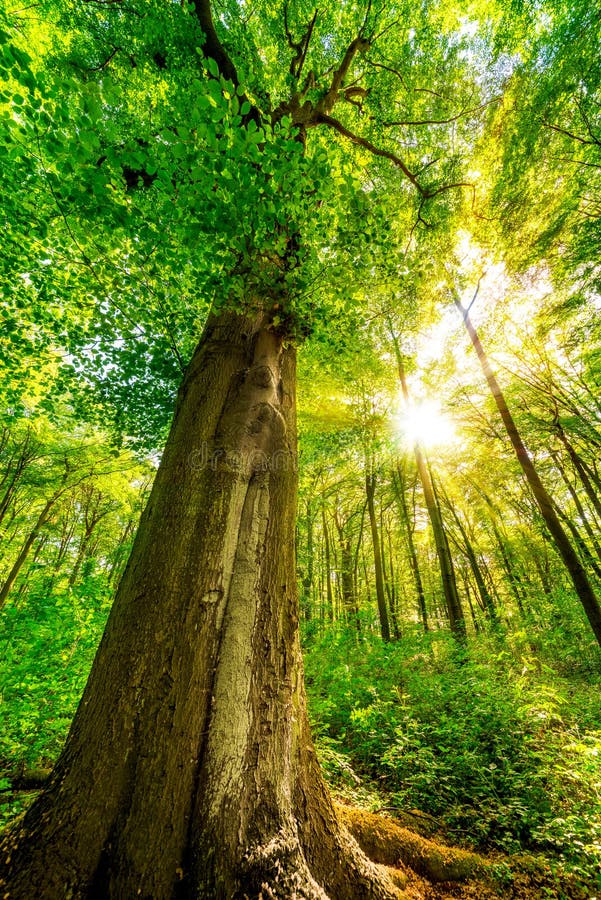 Árvore alta na floresta fotos de stock Árvore alta na floresta fotos de stock