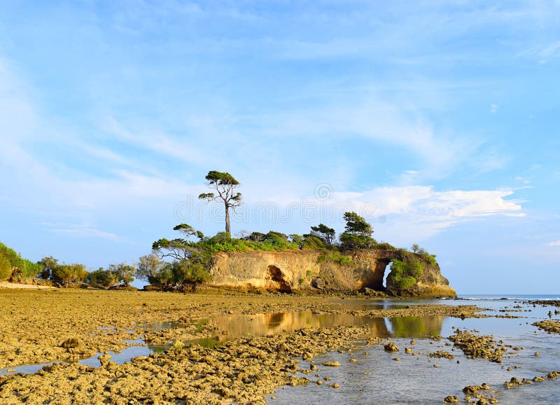 Árvore alta original sobre o monte na ilha na costa de mar contra o céu azul - paisagem em Neil Island, Andaman Nicobar, Índia imagem de stock royalty free Árvore alta original sobre o monte na ilha na costa de mar contra o céu azul - paisagem em Neil Island, Andaman Nicobar, Índia imagem de stock royalty free