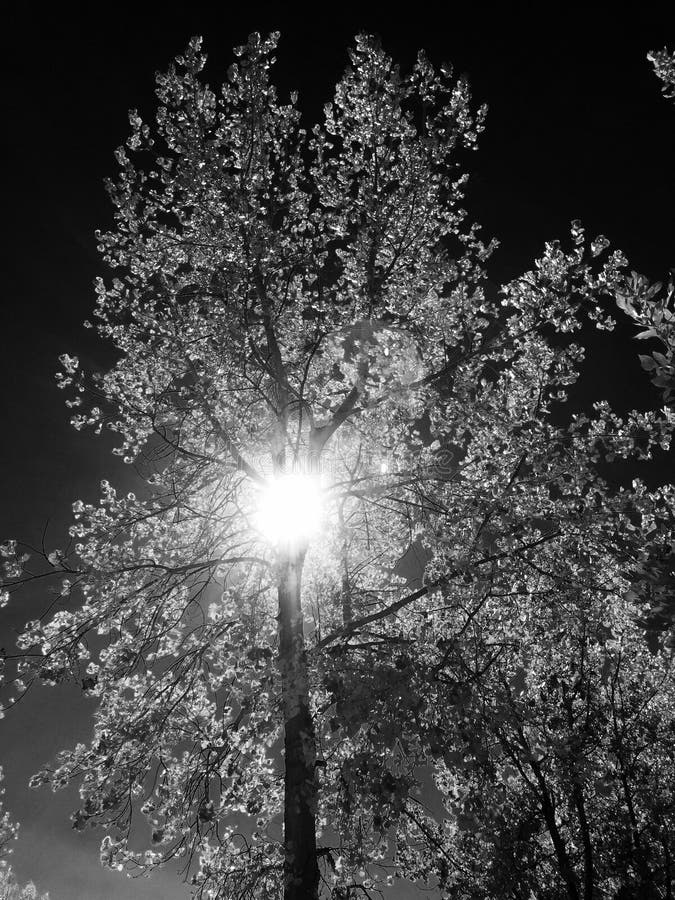 Árvore backlit dramática imagem de stock