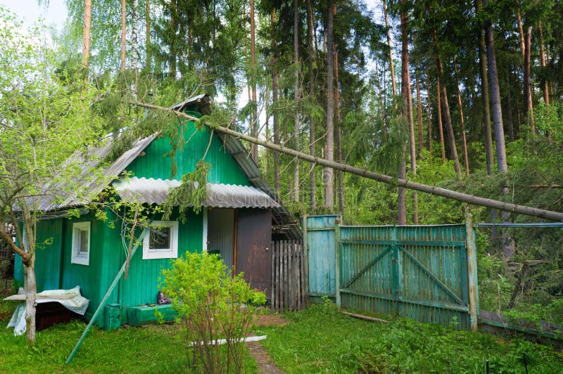 Árvore caída em uma casa de madeira após um furacão, em uma floresta spruce no país, árvore de queda após a tempestade imagens de stock Árvore caída em uma casa de madeira após um furacão, em uma floresta spruce no país, árvore de queda após a tempestade imagens de stock
