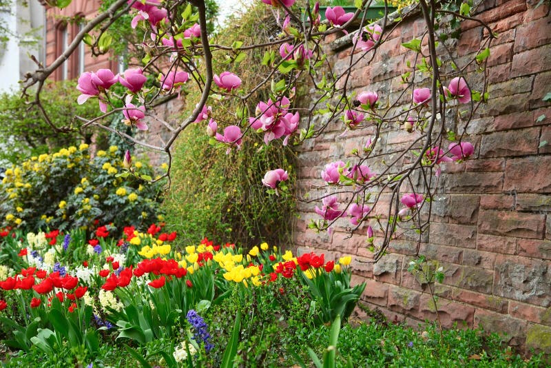 Árvore da magnólia que cresce perto da parede de pedra acima do canteiro de flores no jardim da cidade imagens de stock Árvore da magnólia que cresce perto da parede de pedra acima do canteiro de flores no jardim da cidade imagens de stock