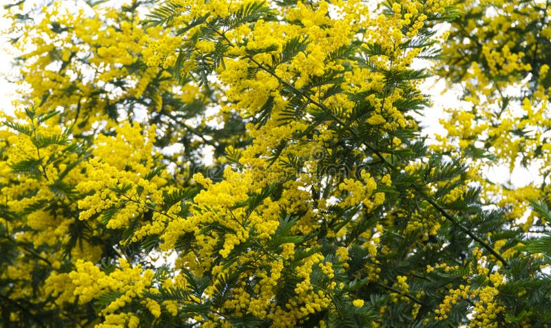 A árvore da mimosa floresce feriado amarelo brilhante fotos de stock royalty free A árvore da mimosa floresce feriado amarelo brilhante fotos de stock royalty free