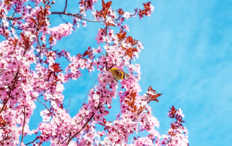 A árvore da mola com rosa floresce a flor da amêndoa com borboleta em um ramo no fundo verde, no céu azul com luz diária imagens de stock A árvore da mola com rosa floresce a flor da amêndoa com borboleta em um ramo no fundo verde, no céu azul com luz diária imagens de stock