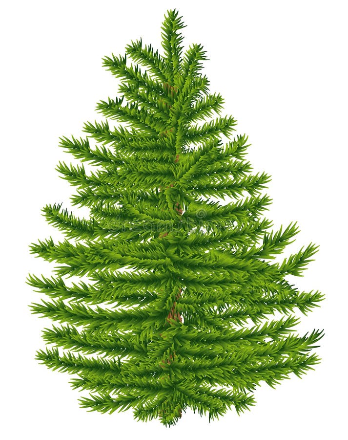 Abeto altamente detalhado ilustração do vetor