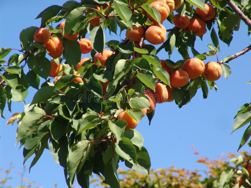 Árvore de alperce com frutas