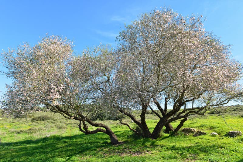 Árvore de amêndoa velha na flor fotografia de stock Árvore de amêndoa velha na flor fotografia de stock