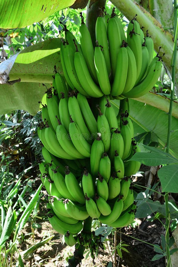Árvore De Bananadaterra Verde Das Bananas Foto de Stock Imagem de