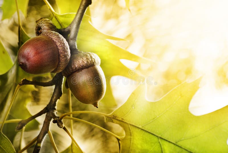Carvalho fotografia de stock royalty free