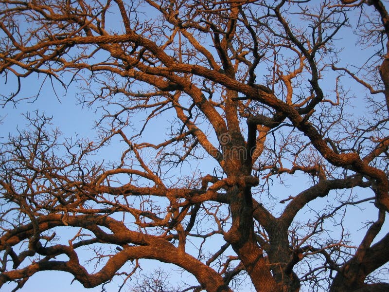 Download Árvore De Carvalho Do Por Do Sol Imagem de Stock - Imagem de morno, alto: 58177