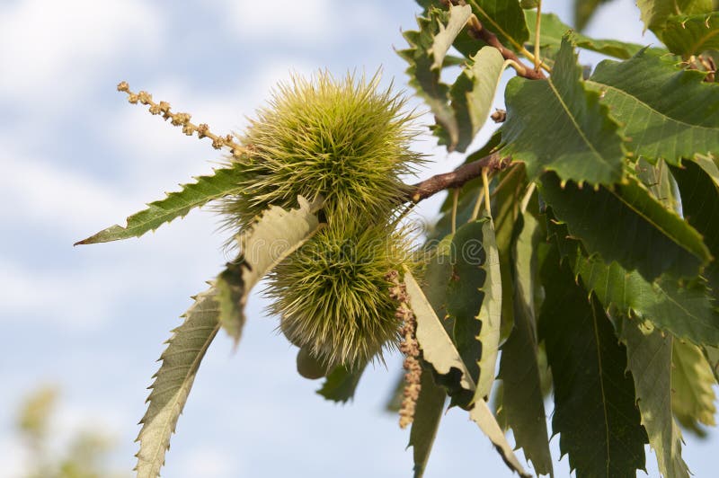 Leaves and fruits of Sweet chestnut tree (Castanea sativa). Originally native to southeastern Europe and Asia Minor, it is now widely dispersed throughout Europe and in some localities in temperate Asia. Leaves and fruits of Sweet chestnut tree (Castanea sativa). Originally native to southeastern Europe and Asia Minor, it is now widely dispersed throughout Europe and in some localities in temperate Asia