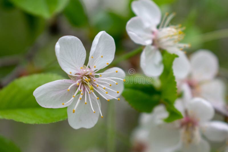 Árvore de cereja com flores e folhas do greeb fotografia de stock Árvore de cereja com flores e folhas do greeb fotografia de stock