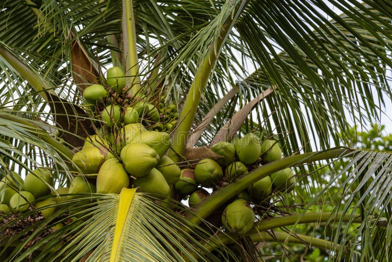Árvore de coco com frutos no primeiro hotel Ibadan Nigéria África ocidental fotos de stock Árvore de coco com frutos no primeiro hotel Ibadan Nigéria África ocidental fotos de stock