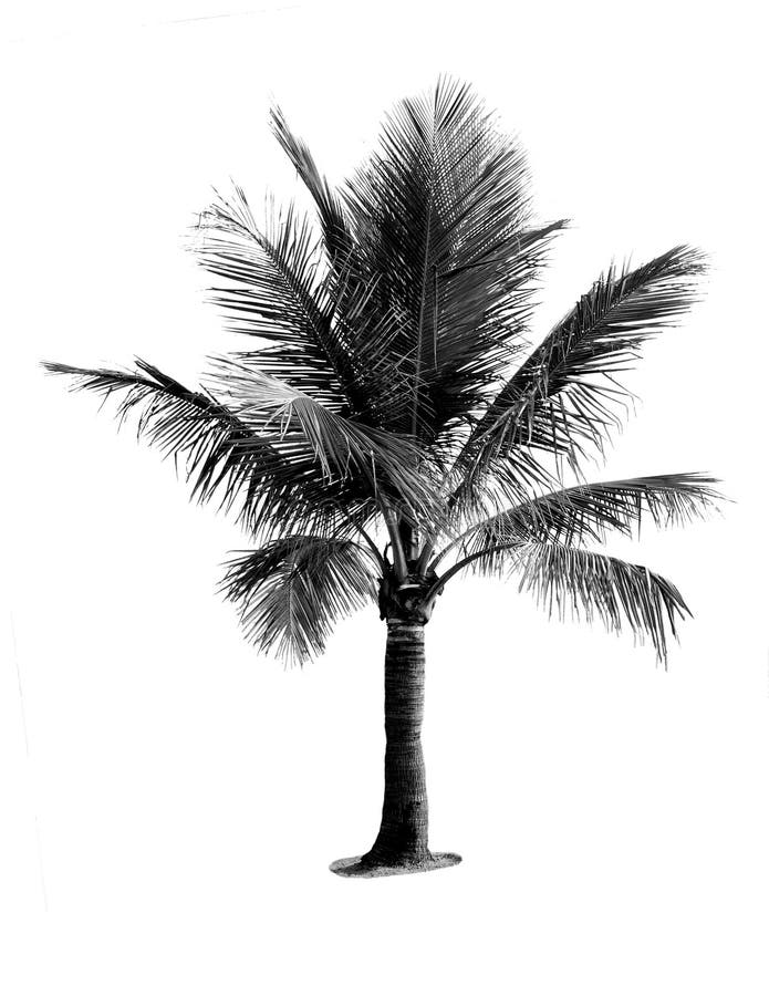 Árvore de coco preto e branco fotografia de stock royalty free Árvore de coco preto e branco fotografia de stock royalty free