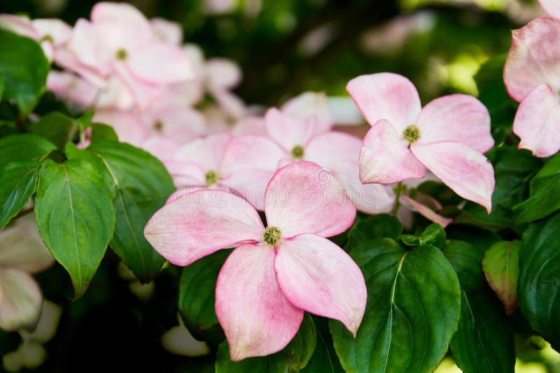 Cornus florida in bloom with pink bracts. Cornus florida in bloom with pink bracts