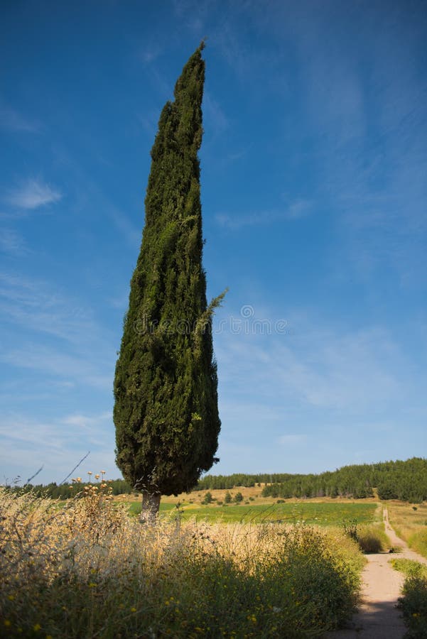 Árvore de Cypress contra nebuloso, verão, céu azul ao lado da estrada velha imagem de stock Árvore de Cypress contra nebuloso, verão, céu azul ao lado da estrada velha imagem de stock