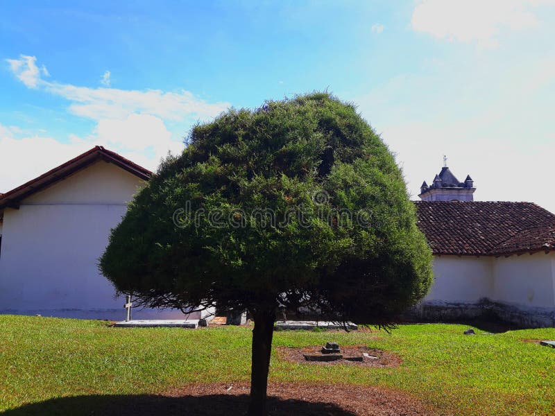 Árvore de Cypress no jardim da igreja de OrosÃ, em Costa Rica imagem de stock Árvore de Cypress no jardim da igreja de OrosÃ, em Costa Rica imagem de stock