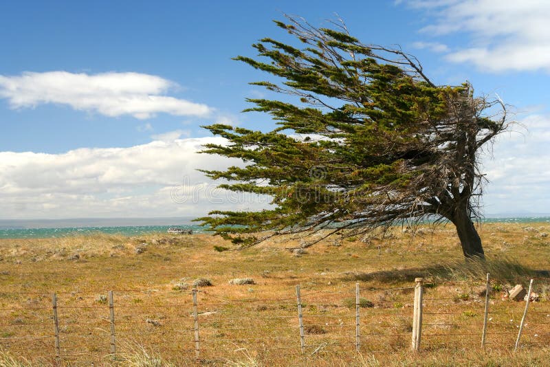 Single tree struggling against the force of powerful wind in Patagonia. Single tree struggling against the force of powerful wind in Patagonia