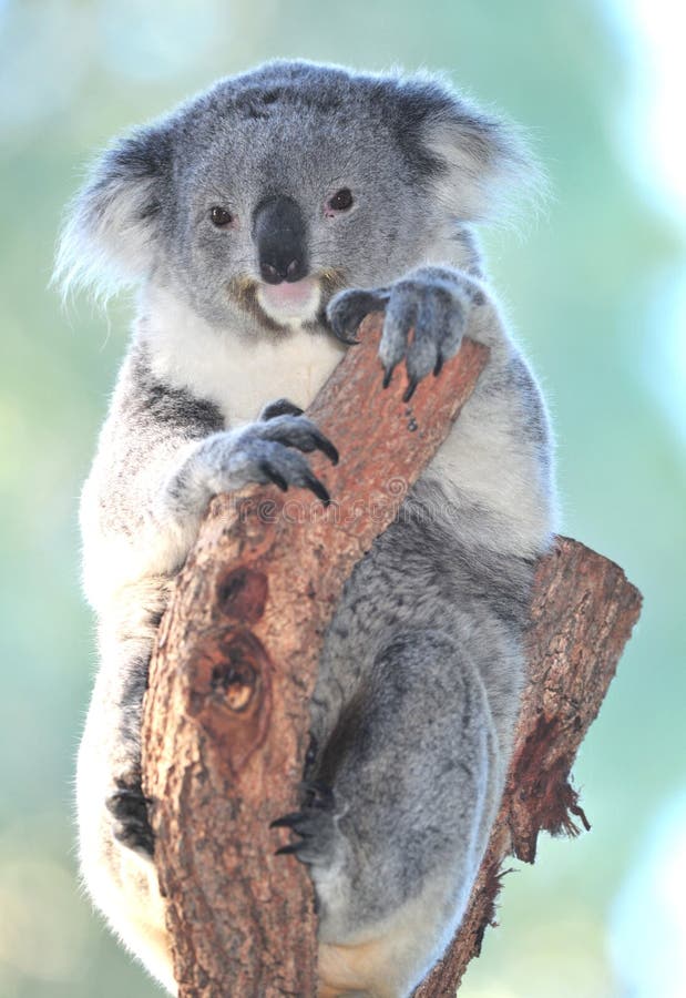 Árvore de eucalipto australiana do urso de Koala, queensland imagens de stock Árvore de eucalipto australiana do urso de Koala, queensland imagens de stock