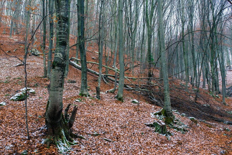 Árvore de faia caída em madeiras decíduos no inverno fotos de stock Árvore de faia caída em madeiras decíduos no inverno fotos de stock