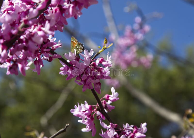 Árvore de florescência cor-de-rosa com uma borboleta imagem de stock Árvore de florescência cor-de-rosa com uma borboleta imagem de stock