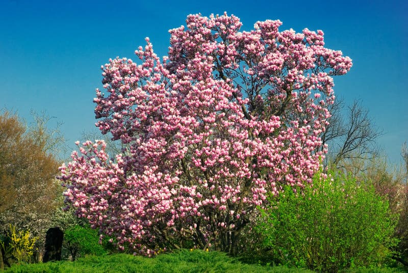 Árvore de magnólia em flor em abril foto de stock