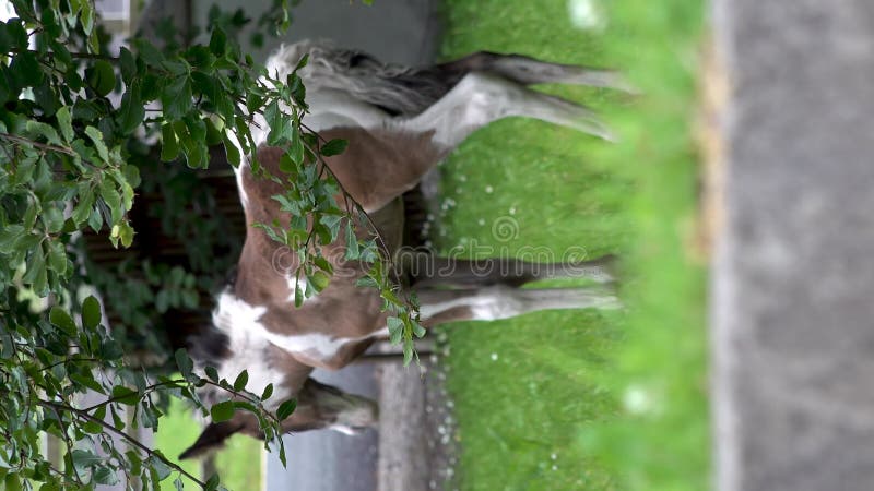 árvore de jardim e folhas com cavalo bebê selvagem desfocado em segundo plano