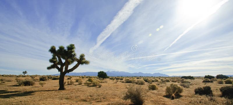 Árvore de Joshua do deserto de Mojave