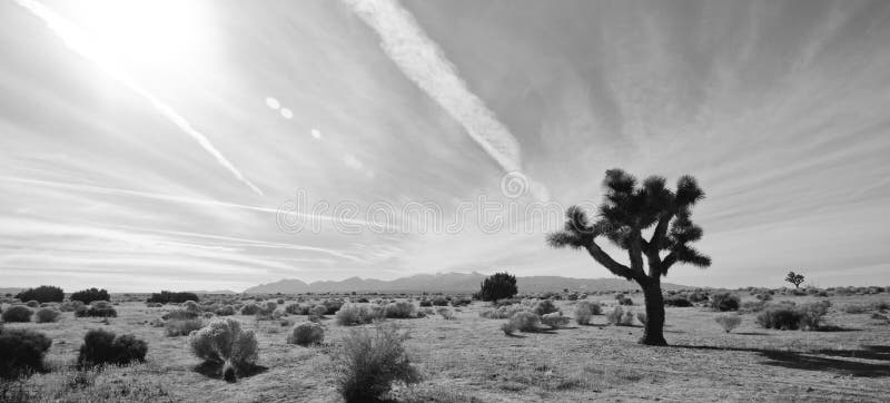 Joshua Tree no Deserto imagens de stock royalty free