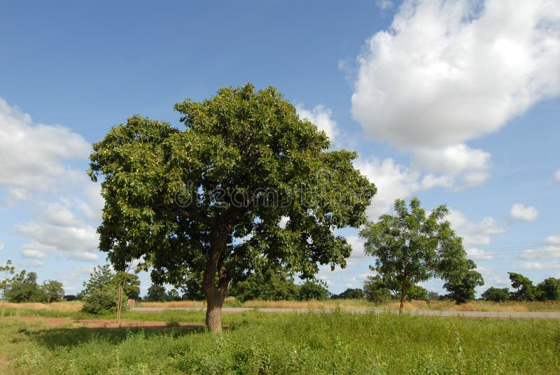Árvore de karité imagem de stock