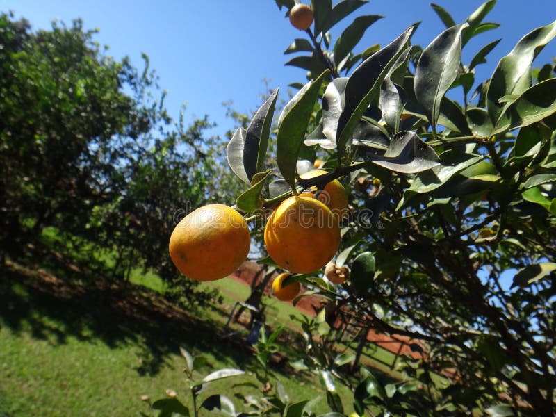 Árvore de Kumquat com fruto e folhas fotografia de stock royalty free Árvore de Kumquat com fruto e folhas fotografia de stock royalty free