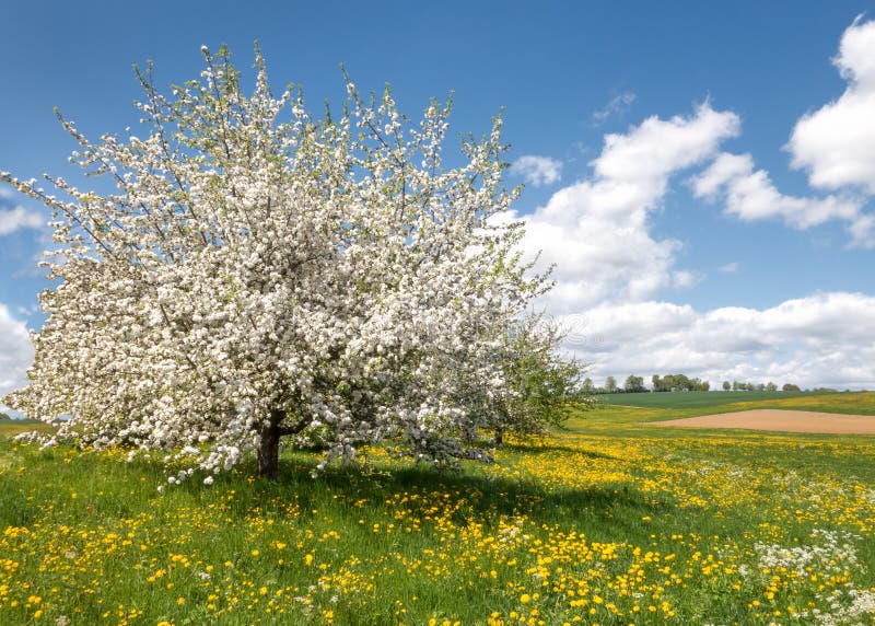 Árvore de maçã de florescência luxúria em um prado da flor imagem de stock Árvore de maçã de florescência luxúria em um prado da flor imagem de stock