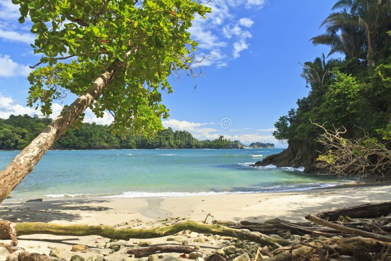 Árvore de máscara em Playa Manuel Antonio fotos de stock Árvore de máscara em Playa Manuel Antonio fotos de stock