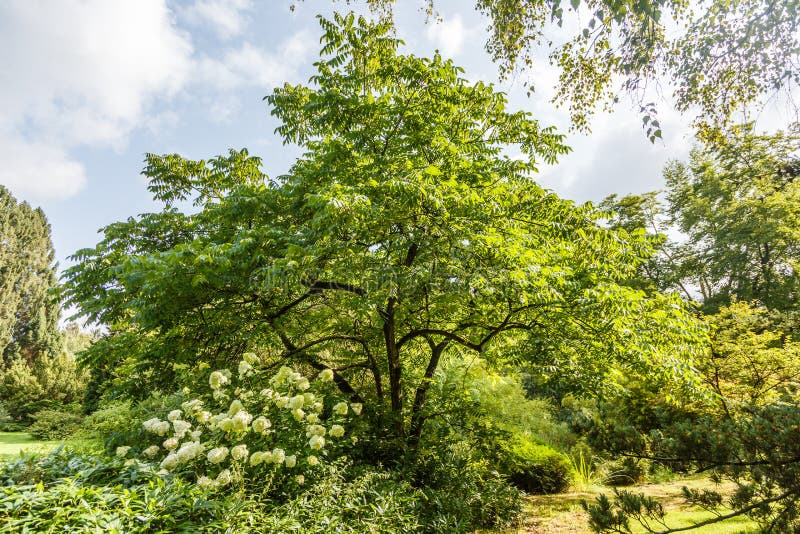Árvore de noz cinzenta, Juglans cinerea foto de stock Árvore de noz cinzenta, Juglans cinerea foto de stock
