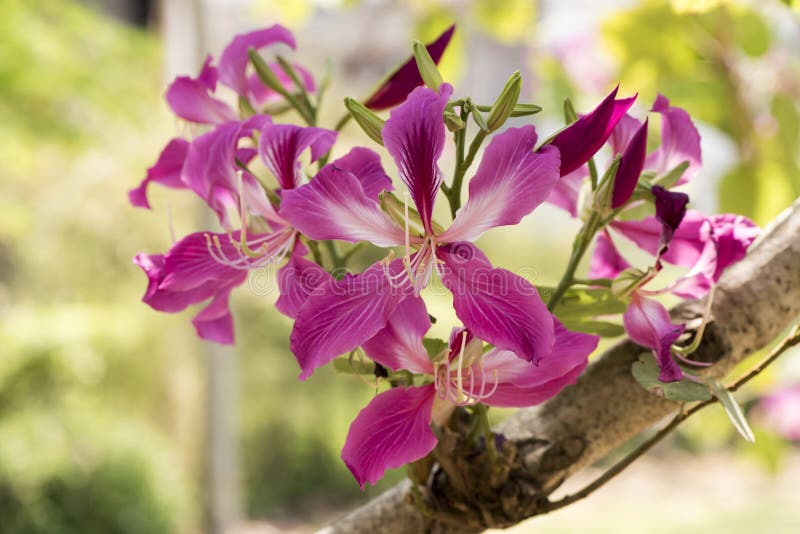 Árvore de orquídea, árvore de orquídea roxa, árvore da borboleta, bauhinia roxo, árvore de orquídea de Hong Kong, flores imagem de stock royalty free Árvore de orquídea, árvore de orquídea roxa, árvore da borboleta, bauhinia roxo, árvore de orquídea de Hong Kong, flores imagem de stock royalty free