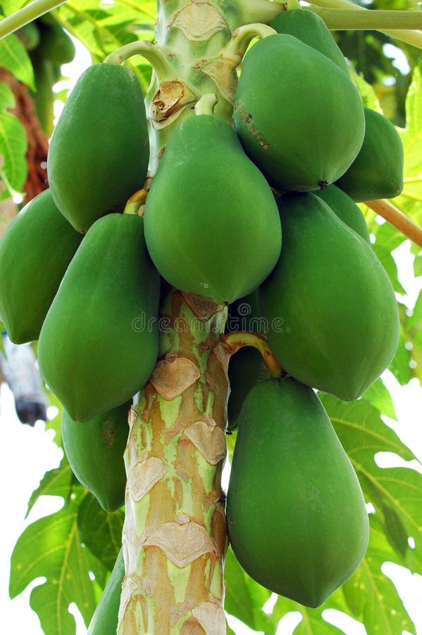 Is green papaya and papaya tree. Is green papaya and papaya tree