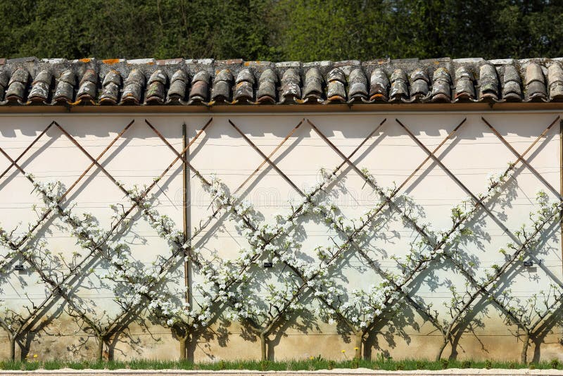 Pereira europeia, Pyrus communis foto de stock