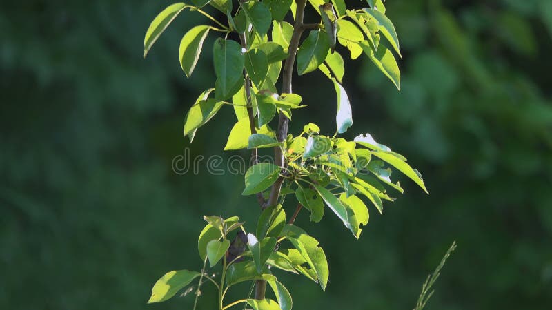 Árvore de pera Varietal no jardim