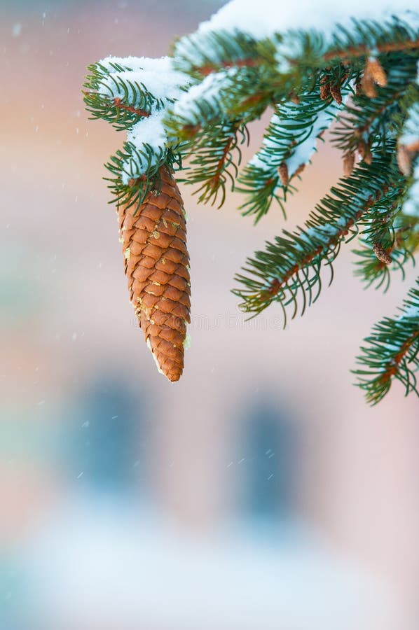 Árvore de Pinecone na neve imagens de stock Árvore de Pinecone na neve imagens de stock