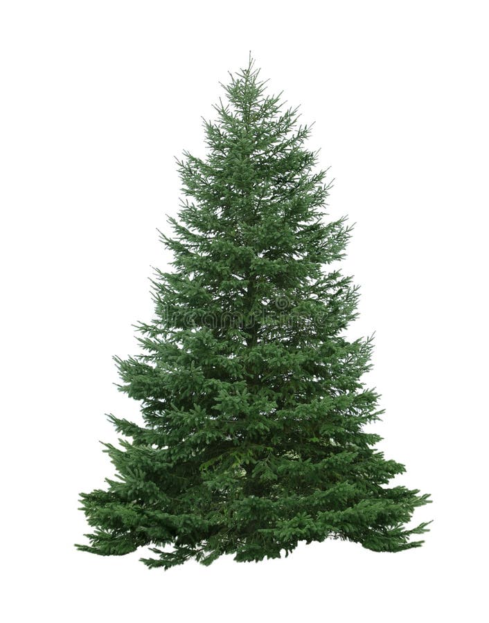 Pinheiro imagens de stock